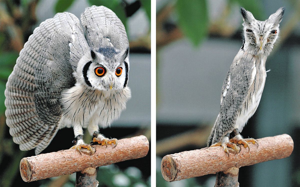 体を細くしたり翼を広げたりと人気者 掛川花鳥園「ポポ」が天国へ：中