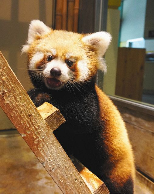 レッサーパンダ ４択愛称 選んで いしかわ動物園 赤ちゃん きょう公開 北陸中日新聞web