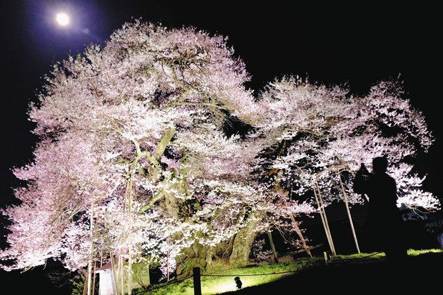 樹齢1000年、堂々と 箕輪・中曽根のエドヒガン：中日新聞Web