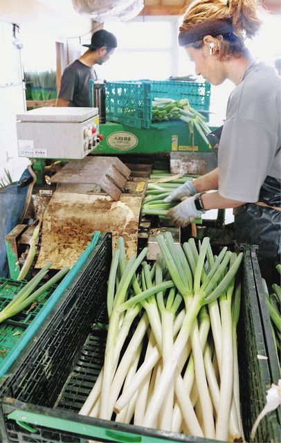 夏秋ネギ出荷始まる 坂井県など普及に向け実験：日刊県民福井Web