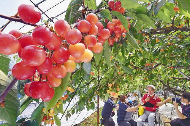 サクランボ狩りいよいよ 越前市 日刊県民福井web