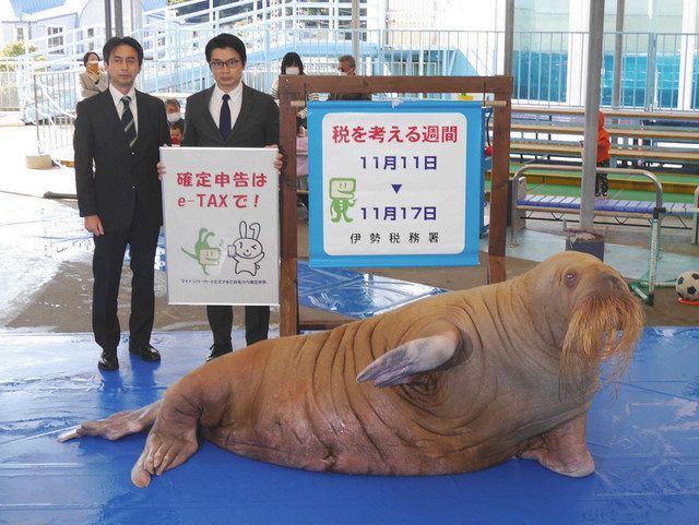 セイウチが元気に 税を考える週間 ｐｒ 鳥羽水族館 中日新聞web