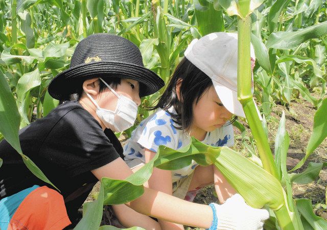 トウモロコシ収穫 親子で楽しむ 関 ふる里農園美の関 中日新聞web