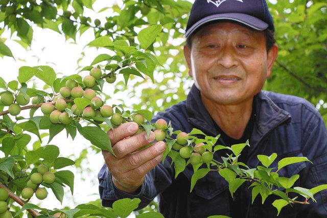 梅干しにいかが？ 新城で収穫始まる：中日新聞Web