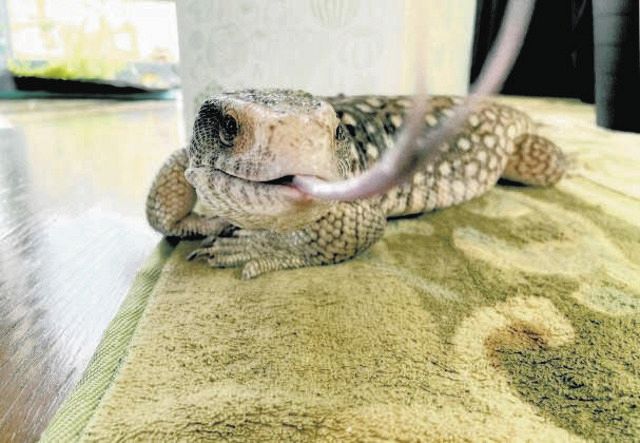 サバンナオオトカゲ、民家から逃げ出す 大津の1匹、全長約80センチ：中