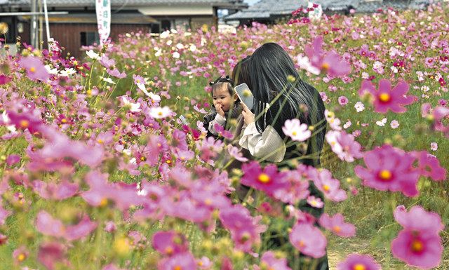 秋風に揺れるコスモス 守山で見頃 中日新聞web