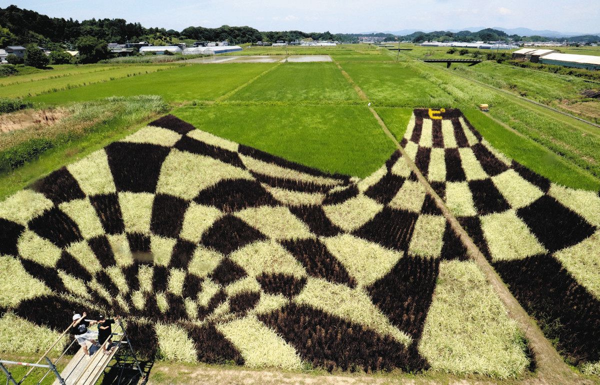 だまし絵が田んぼに出現 菊川・下内田で見頃：中日新聞しずおかWeb