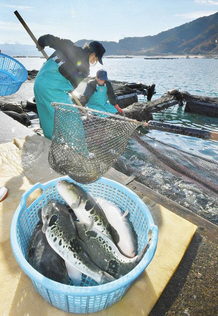プリプリ敦賀ふぐ 水揚げ 日刊県民福井web