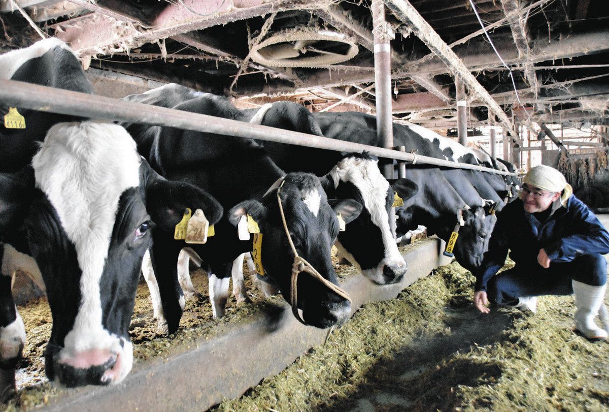 長引く飼料高などで経営が厳しい中、牛たちの世話をする土屋さん＝信濃町で 