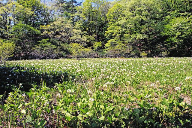 森で「生きている化石」ミツガシワ見よう 23日、長浜で観察会:中日新聞Web