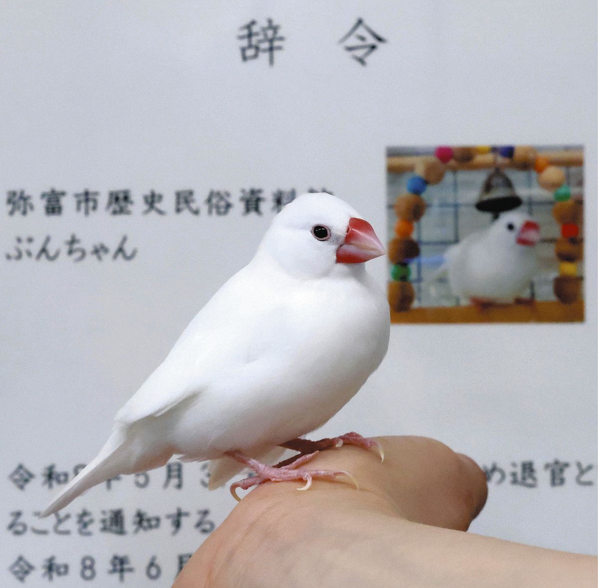 愛されて退官「おつかれさま」 弥富市歴史民俗資料館のぶんちゃん：中