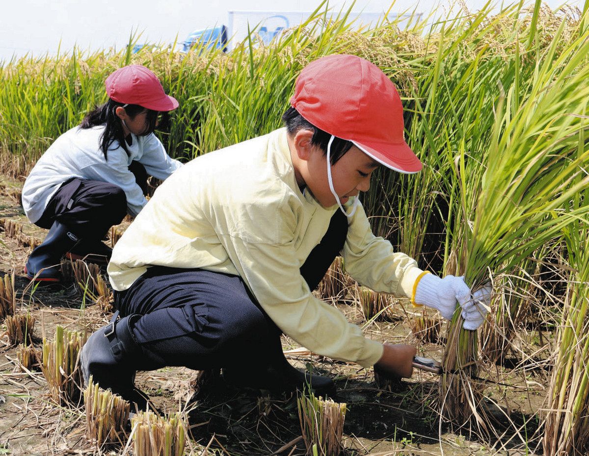 農家が指導、大変さ学ぶ 朝日小児童ら稲刈り体験：中日新聞Web