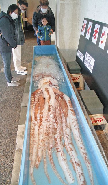 高浜に３・８メートルのダイオウイカ漂着 越前松島水族館で公開：中日新聞Web