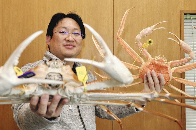 越前がにの形に魅了され剥製に 福井大卒の津田さん：中日新聞Web