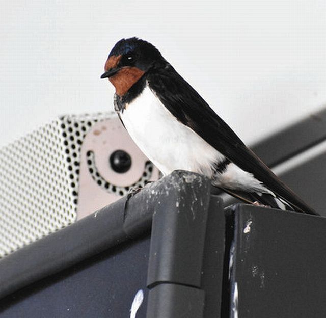 今年もツバメの巣、ほっこり見守りを 名神上り線・多賀SA：中日新聞Web