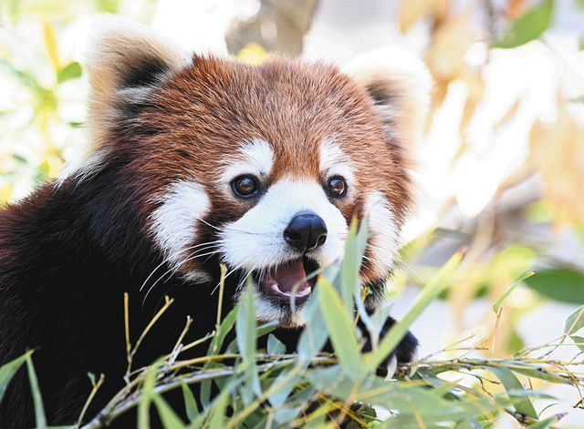 三河撮りある記 ７０ 豊橋総合動植物公園のレッサーパンダ リーファ 中日新聞web
