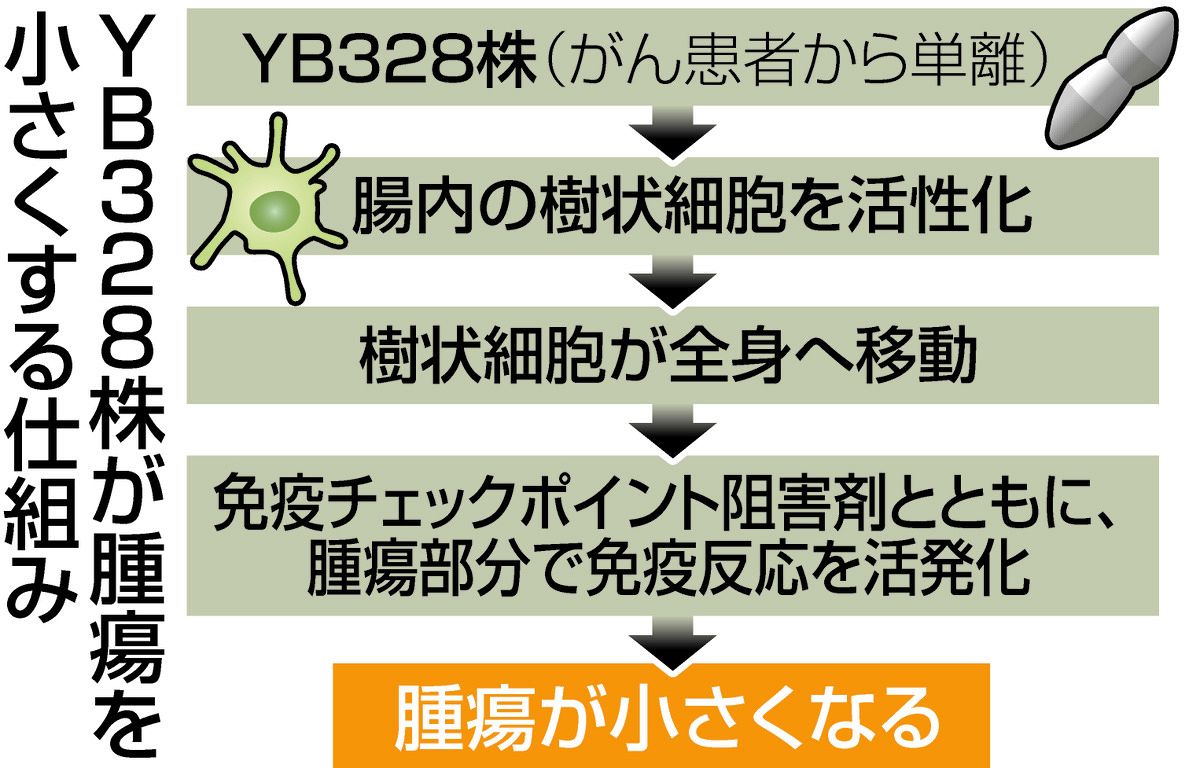 がん治療効果を高める腸内細菌を発見 国立がん研究センターや名古屋