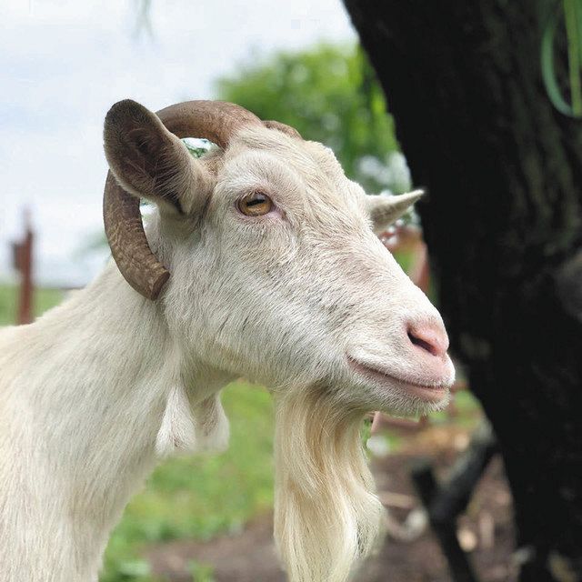 ヤギ ミルキー どこへ 関の観光農園 情報提供呼び掛け 中日新聞web