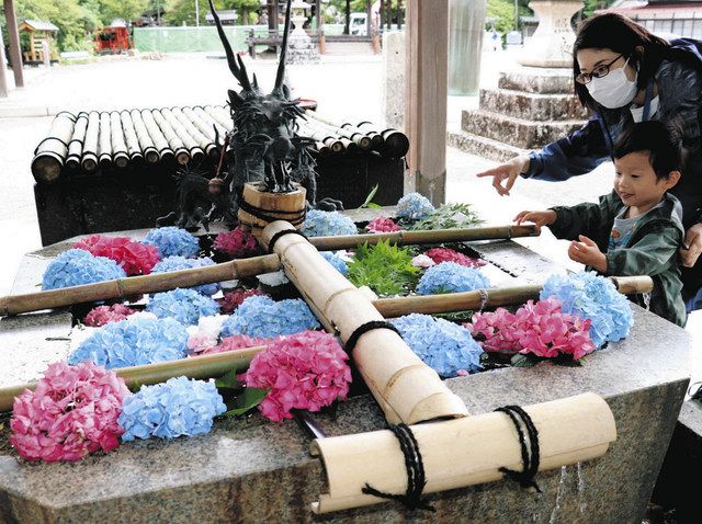 アジサイてんこ盛り 花手水 甲賀 水口神社など５寺社 中日新聞web