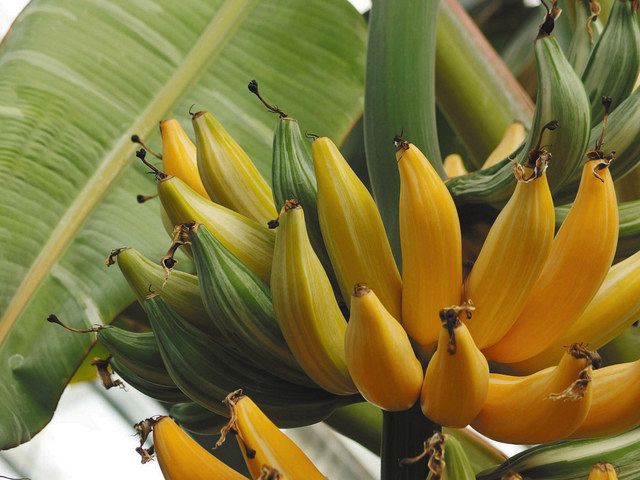 珍 皮に白い斑点 県中央植物園 ふ入りバナナ 結実 北陸中日新聞web