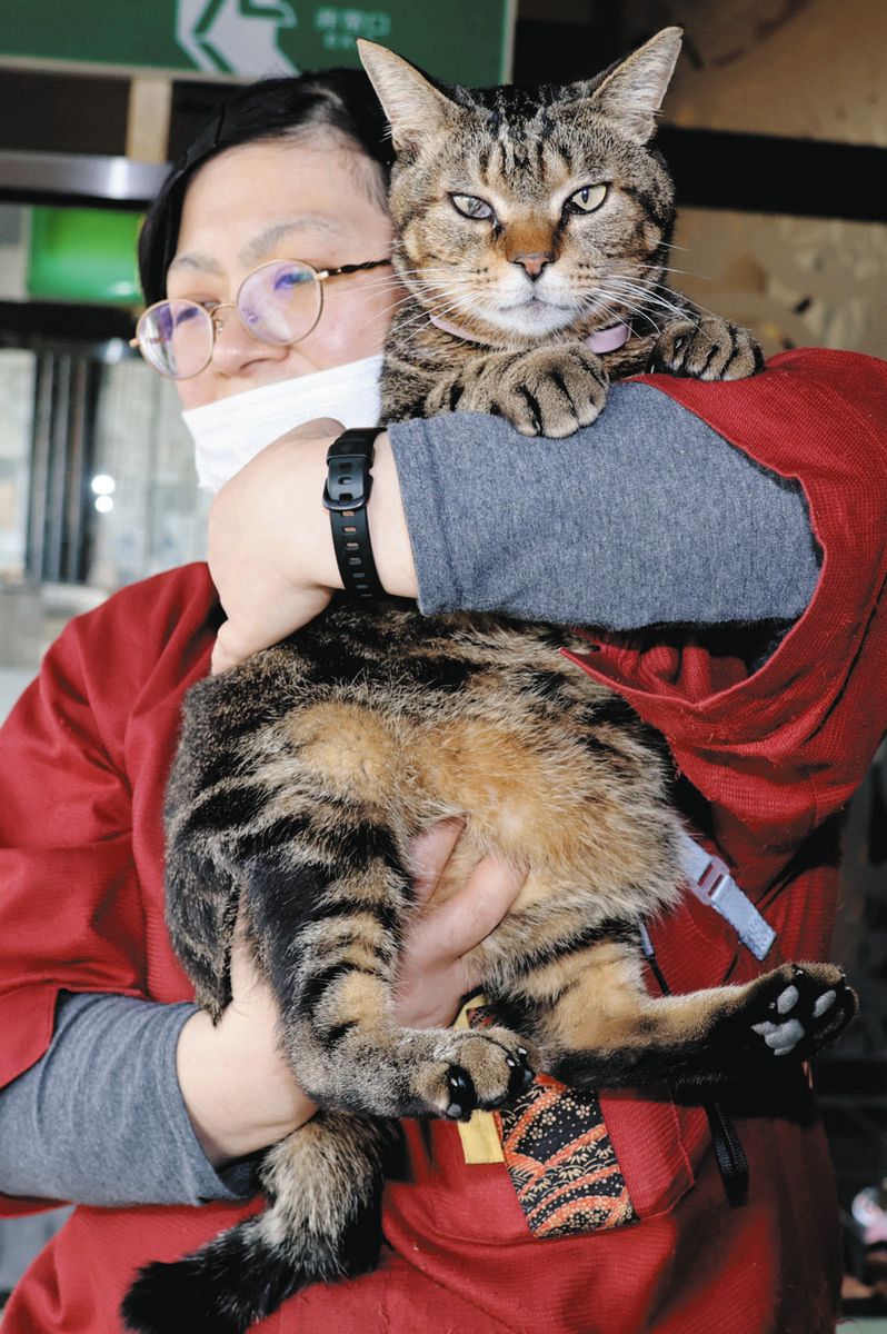 野良猫のボス争いに敗れてたどりつき…蒲郡の旅館の看板猫「おやかた