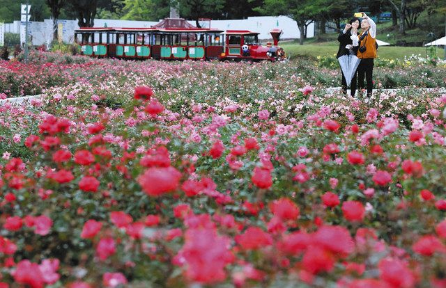 香り濃厚にバラ咲き誇る 可児 花フェスタ記念公園で見頃 中日新聞web