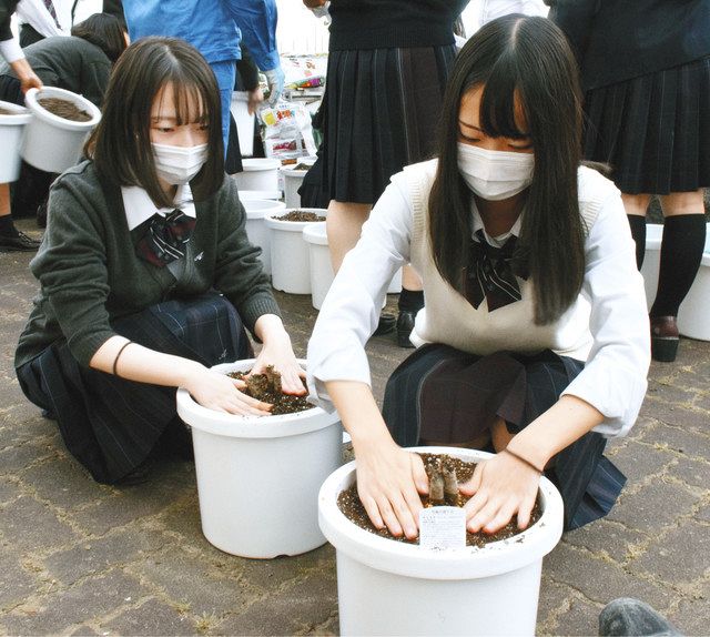 消毒ジェルの原料栽培 あけぼの学園高生 シャクヤク苗植え 中日新聞web