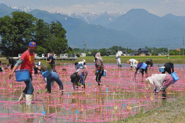 今年のお題は 御嶽海関 安曇野で田んぼアート 中日新聞web