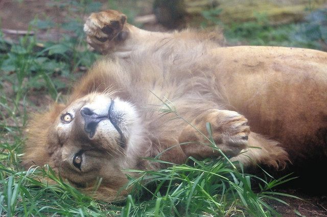 ２１歳ライオン サン の長寿祝う 敬老の日で東山動植物園 中日新聞web