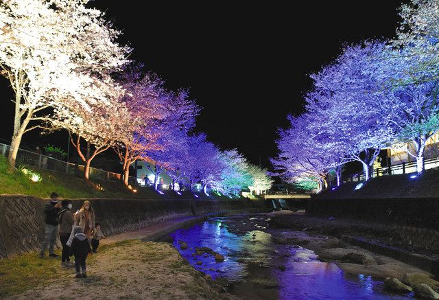 見上げてごらん夜の桜 藤岡・飯野川沿い、光で彩る:中日新聞Web 見上げてごらん夜の桜 藤岡・飯野川沿い、光で彩る:中日新聞Web