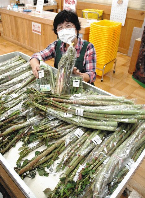 山菜採集、最盛期 松阪・道の駅「飯高駅」産直店に次々入荷：中日新聞Web
