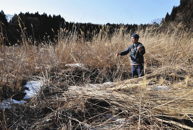 富山】屋根用カヤ 逆風さらに 収穫業者も高齢化で廃業：北陸中日新聞Web