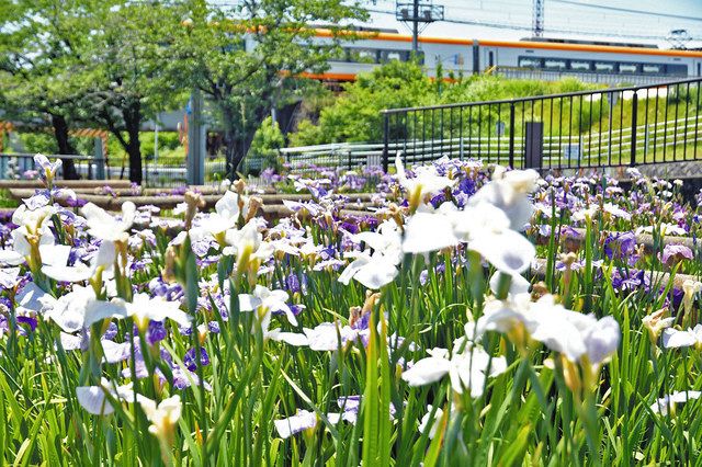 町の花 ハナショウブ見頃 蟹江 佐屋川創郷公園 中日新聞web