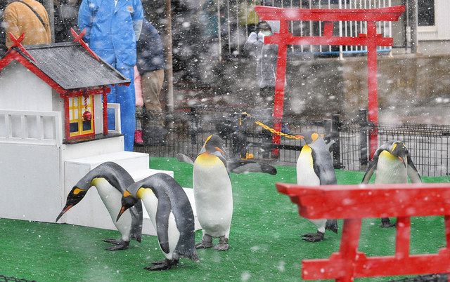 ペンギンのかわいい 初詣 練習姿 越前松島水族館 中日新聞web