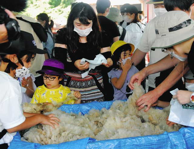 刈り取ったばかりのヒツジの毛に触れる人たち＝いずれも郡上市高鷲町で