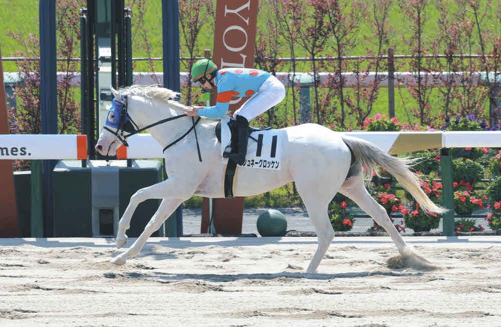 ユキチャンの孫、ソダシの近親「シラユキヒメ一族」 白毛馬シュネー