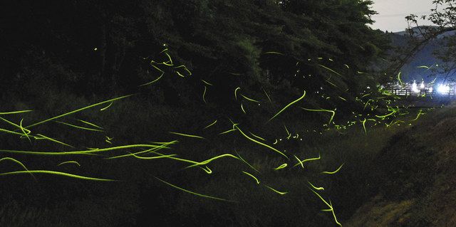 夜の清流 ホタル乱舞 長浜 八田部川 中日新聞web