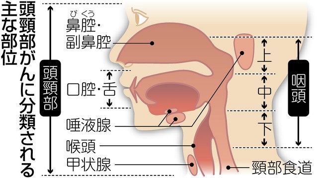 進歩する頭頸部がん治療、QOLとの両立を重視：中日新聞Web