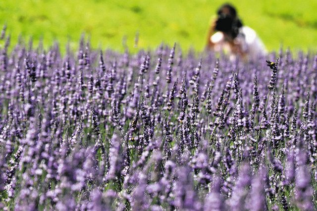 園内はラベンダーの香り 高山・ひだ清見ラベンダー公園で見頃：中日新聞Web