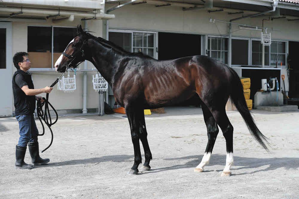 盗まれた馬 日本ダービー馬体診断】6枠11番ニシノエージェント、6枠12番カラマ