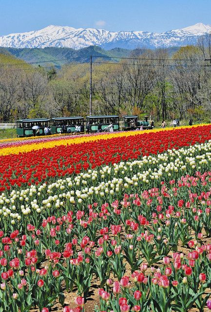 チューリップ 空と雪山と 郡上 牧歌の里で見頃 中日新聞web