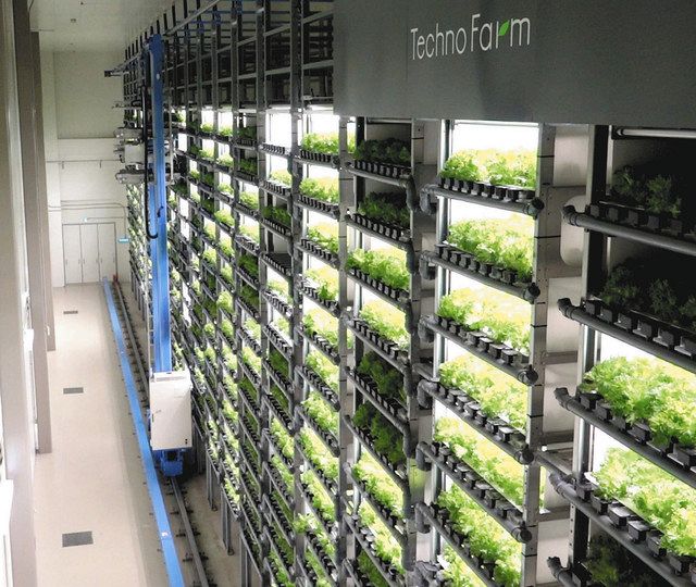 中電 静岡でレタス生産 世界最大級の自動化植物工場 中日新聞web
