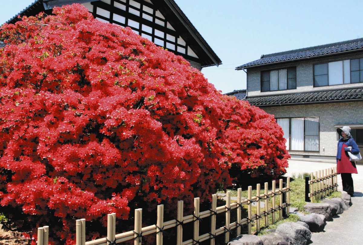 のとキリシマ 深紅の輝き 白山・清水さん方で見頃：北陸中日新聞Web