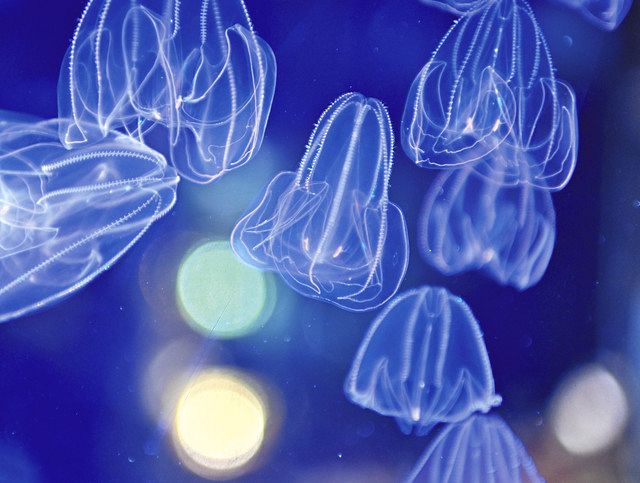 すいスイっと＞ （37）＠名港水族館 カブトクラゲ 繊細なの触らない