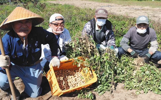 シニアの力 落花生好調 小松の農園 おおまさり 栽培1 5倍に 北陸中日新聞web