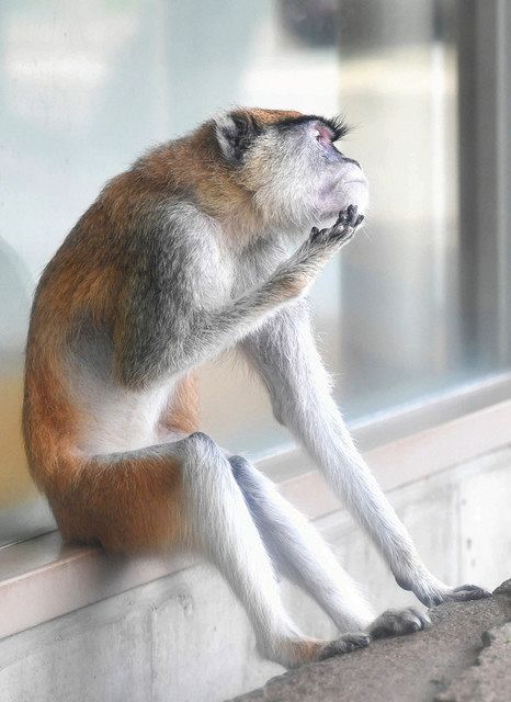 ｚｏｏっとみかわ 豊橋総合動植物公園 パタスザル 中日新聞web
