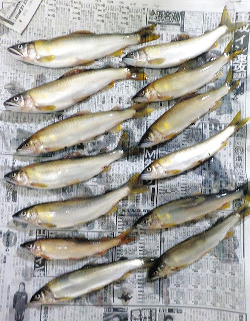 有名な高級ブランド テンアユ様大サイズ6尾タレ付き 魚介類(加工食品)