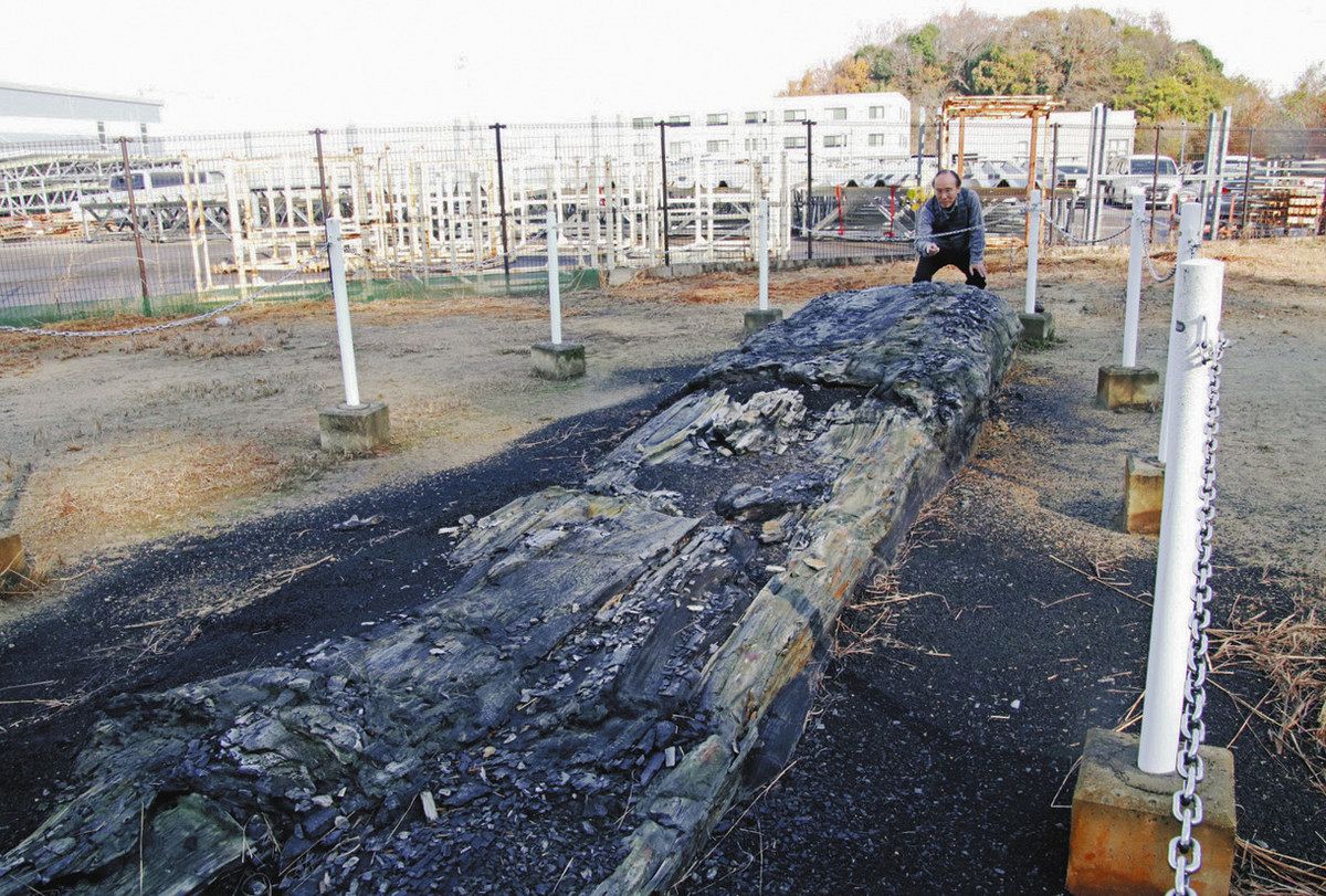 インテリア小物 岐阜県中川辺産 一部オパール化した珪化木