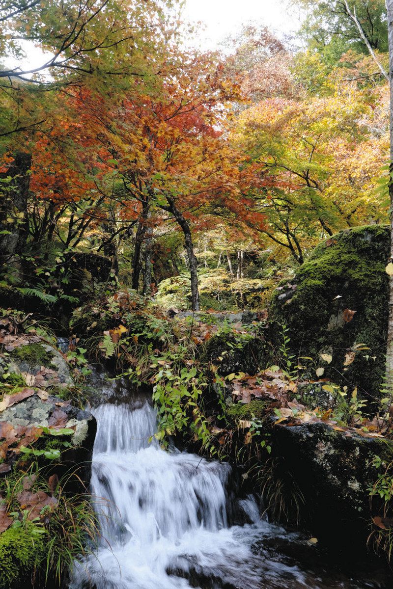 木々が色づき始めた宇津江四十八滝公園＝高山市国府町で
