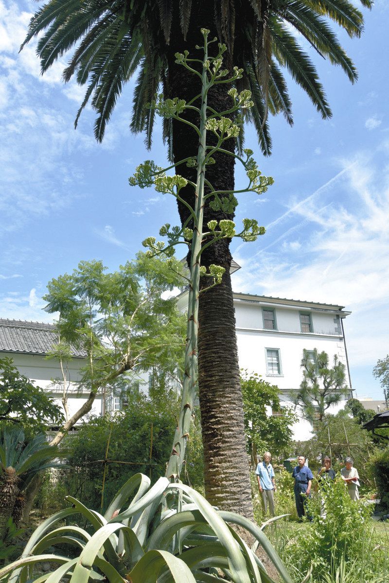 リュウゼツラン、78年ぶり開花間近 磐田の庭園でつぼみ：中日新聞